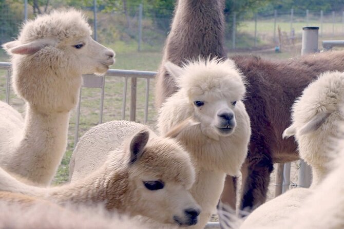 Alpaca and llama hike Moedling near Vienna - Key Things I’d Actually Plan Around