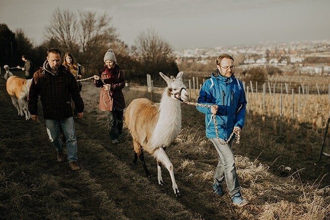 Alpaca and llama hike Moedling near Vienna - Where You Start, And How The Walk Stays Easy To Follow