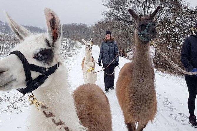 Alpaca and llama hike Moedling near Vienna - Who This Suits Best: Families, Llama Lovers, And First-Time Hikers
