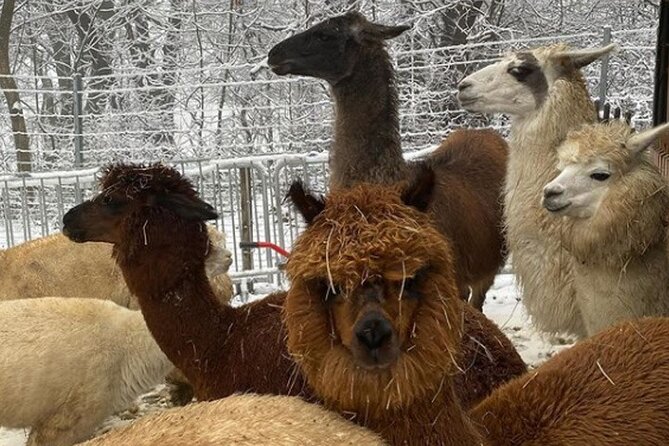 Alpaca and llama hike Moedling near Vienna - Booking In English With A Mobile Ticket, And Why That Matters