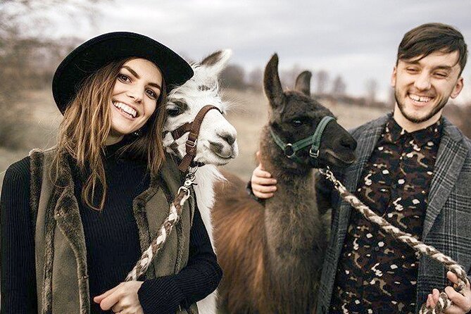 Alpaca and llama hike Moedling near Vienna - Your Animal Time: What It Feels Like Once You’re Matched Up