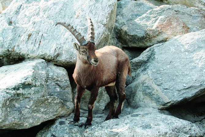 Alpine Zoo Innsbruck and Hungerburg Funicular Combo Ticket - Key Points to Know Before You Go