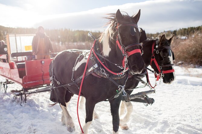Christmas Horse-Drawn Sleigh/Carriage Ride from Salzburg - Key things I’d watch for