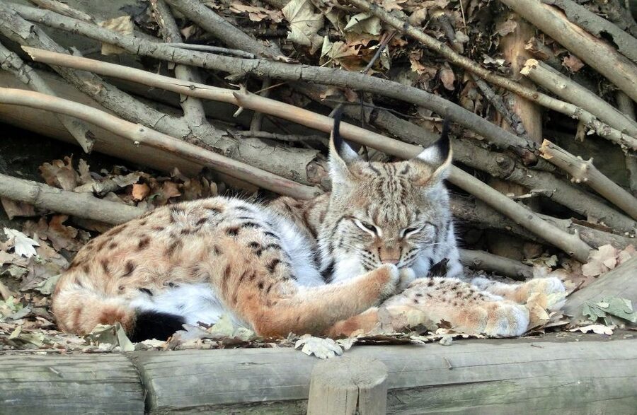 Combi Entrance Ticket to Alpine Zoo and Hungerburg - Key things to know before you go