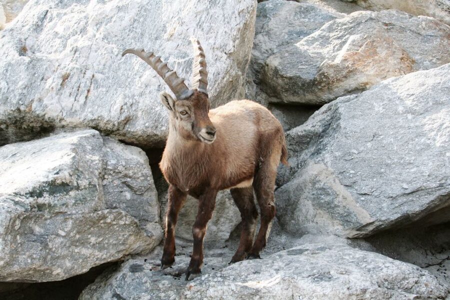 Combi Entrance Ticket to Alpine Zoo and Hungerburg - Price value: what you get for about $27