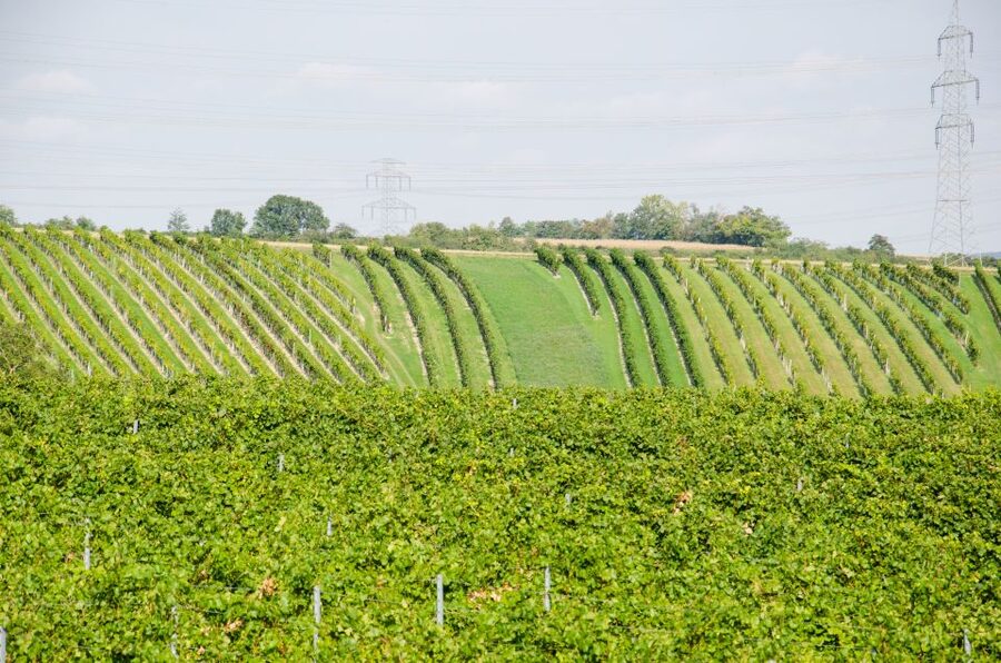 From Vienna: Half-day Countryside Wine Tour with Meal - Lunch or dinner: the Austrian meal that ties it together