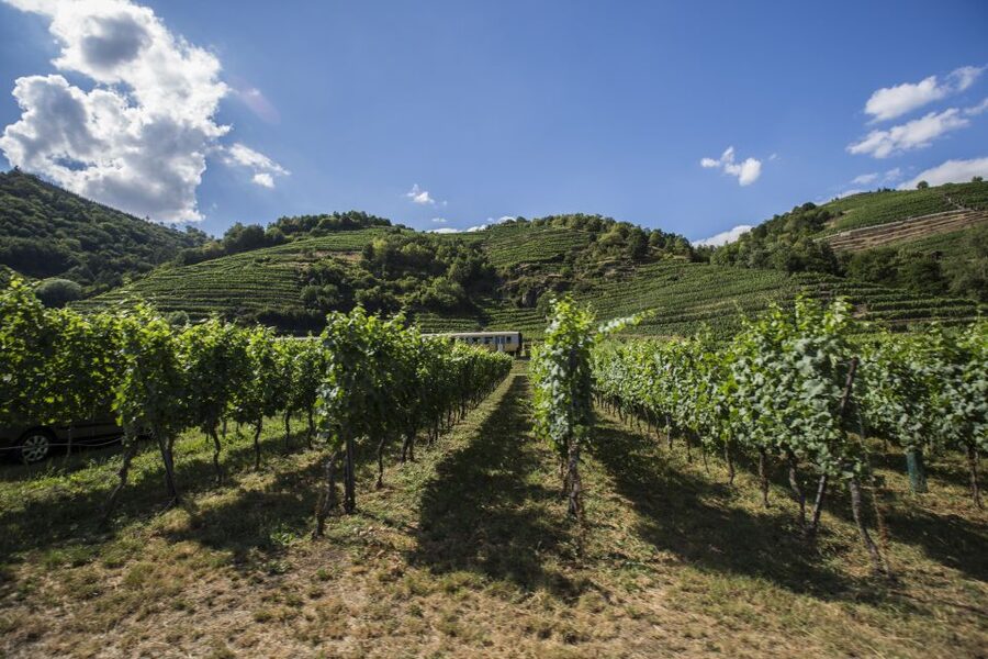 Grape Grazing: Wachau Valley Winery Biking Tour - Dürnstein Winery Time: White Wine, Castle Stories, and Real Village Atmosphere
