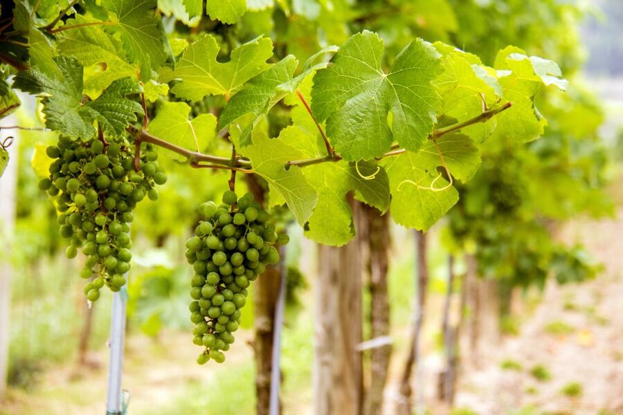 Grape Grazing: Wachau Valley Winery Biking Tour - Rossatz-Arnsdorf Winery Tasting: Where the Day Turns Into Wine Country