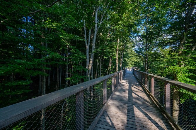 Immersive Private Tour: Hallstatt After the Crowds & Treetop Path - Vienna to Salzkammergut, built for a calmer pace