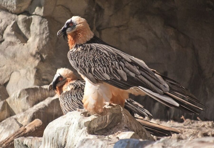 Innsbruck: Alpenzoo & Top of Innsbruck Combination Ticket - Price and Value at $71: What You Are Really Paying For