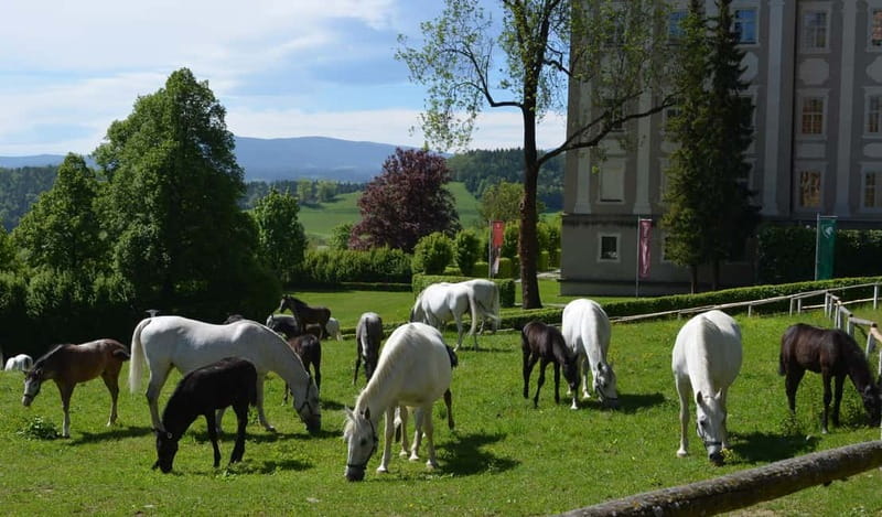 Lipizzaner Stud Piber: Guided Tour - Lipizzaner Stud Piber in Styria: what the day actually feels like