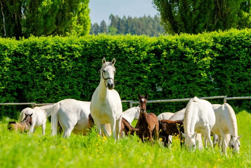 Lipizzaner Stud Piber: Guided Tour - Inner courtyard access: the best quick win