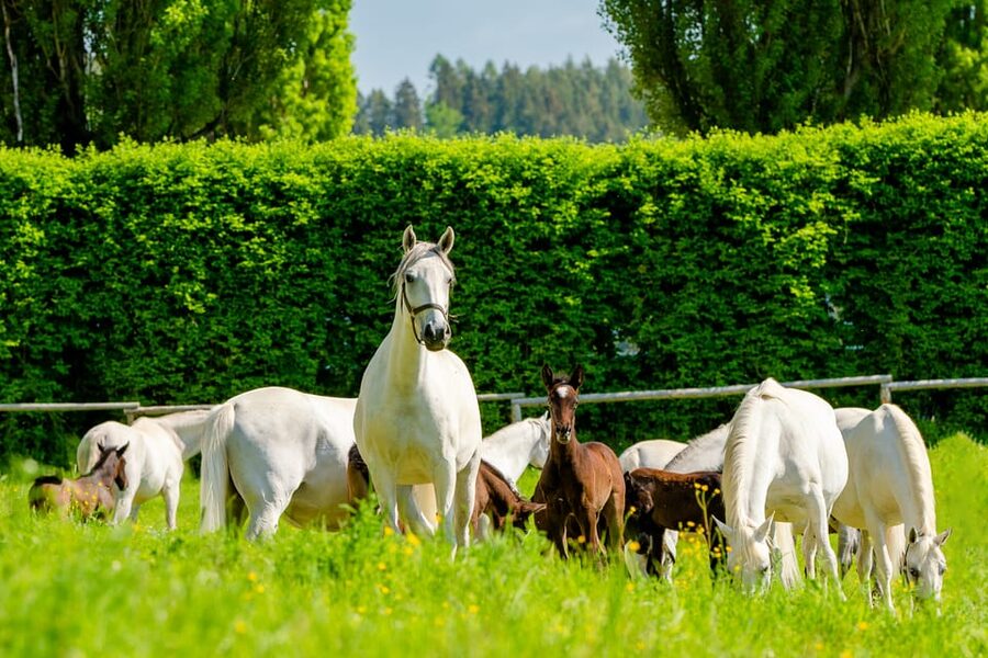 Lipizzaner Stud Piber: Guided Tour - Museum and cinema: why context is built in