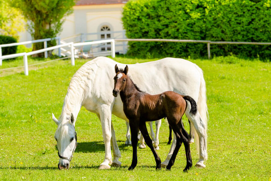 Lipizzaner Stud Piber: Guided Tour - Language reality: German guide, and English only if you plan