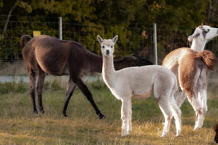 Mödling/Vienna: Scenic Guided Hike with Alpacas and Llamas - Safety Briefing and Animal Introductions That Set the Tone