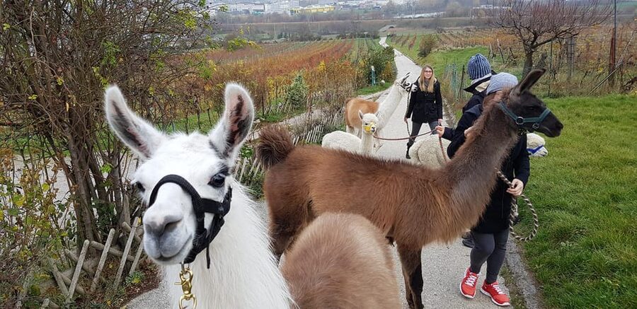 Mödling/Vienna: Scenic Guided Hike with Alpacas and Llamas - Mid-Walk Photo Break and Field-Time to Recharge