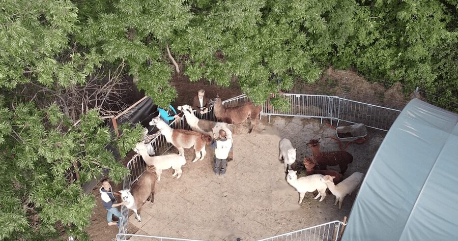 Mödling/Vienna: Scenic Guided Hike with Alpacas and Llamas - Price, Value, and What Is Actually Included