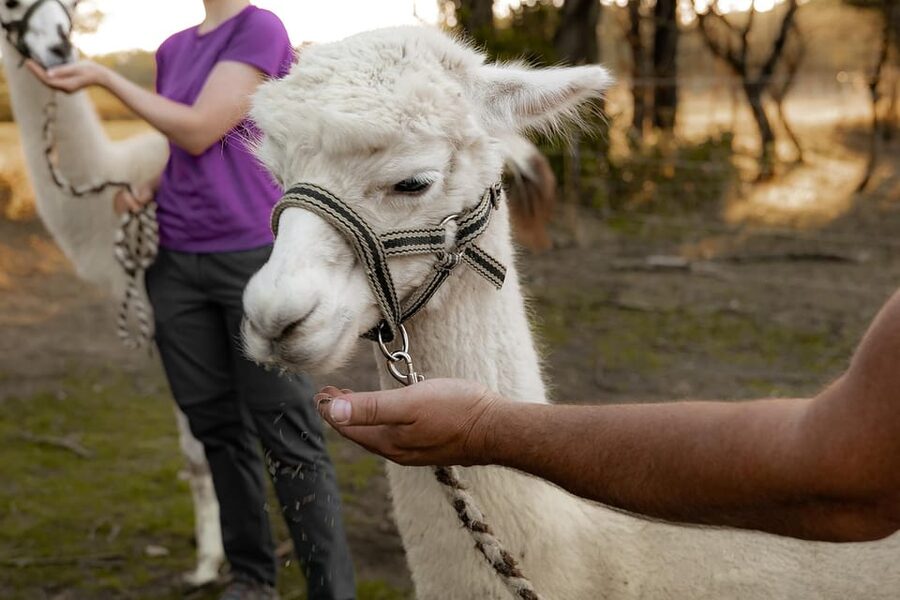 Mödling/Vienna: Scenic Guided Hike with Alpacas and Llamas - Should You Book This Alpaca and Llama Hike?