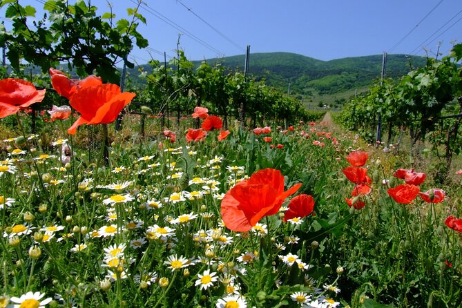 Private Vienna Woods Wine Tour - Key highlights to know before you go