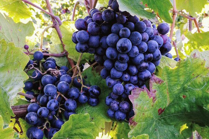 Private Vienna Woods Wine Tour - What’s Included, What Isn’t, and How to Prep
