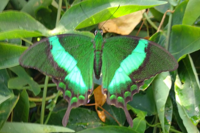Schmetterlinghaus - Imperial Butterfly House Vienna Admission Ticket - Key Points You Should Know Before You Go