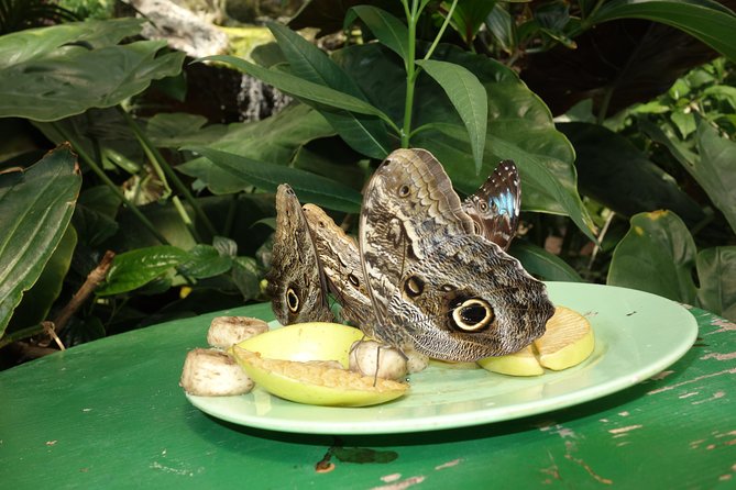 Schmetterlinghaus - Imperial Butterfly House Vienna Admission Ticket - Ticket Lines, Pre-Booked Issues, and How to Avoid Headaches
