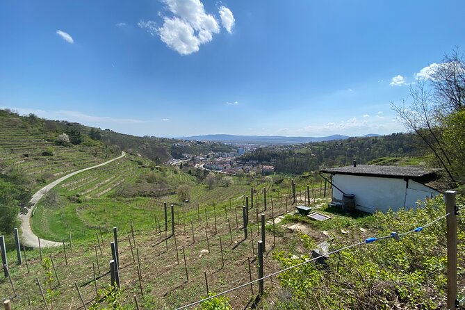 Taste and Tour Small Organic Wineries with a Winemaker - Meeting Chris at Bahnhofpl. 3, then settling into a winemaker-led day