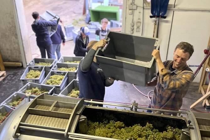 Taste and Tour Small Organic Wineries with a Winemaker - The vineyard portion: learning viticulture by standing where it happens