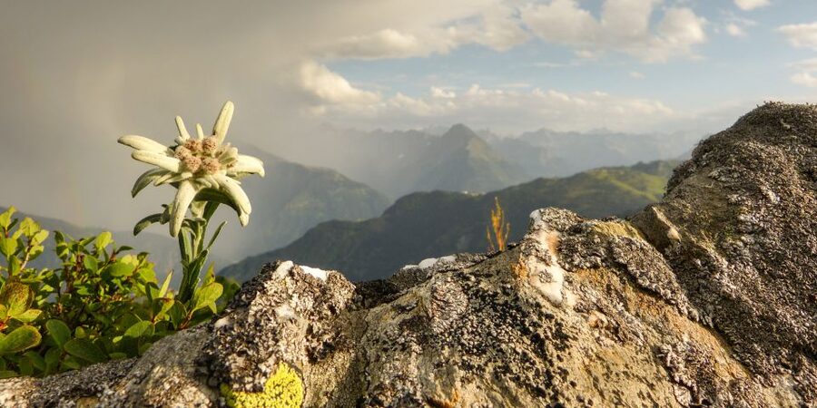 The Hills Are Alive Private "Do-Re-Mi" Tour - Price and Logistics: Is $1,048 Per Group Actually Good Value?