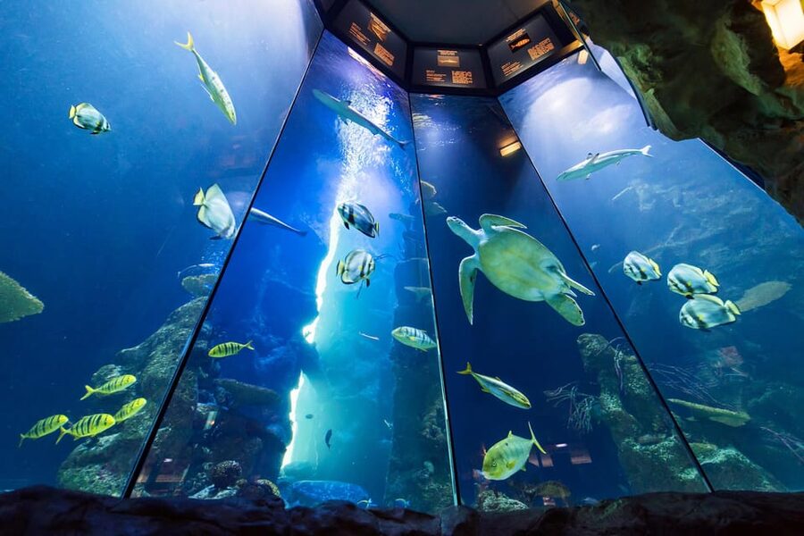 Vienna: Haus des Meeres Entry Ticket - Haus des Meeres in Vienna: part aquarium, part old-tower adventure