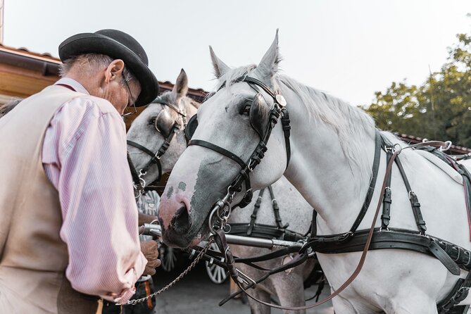 Vienna Horse-drawn Carriage Guided Tour - Hofburg Place: the ride’s highlight area