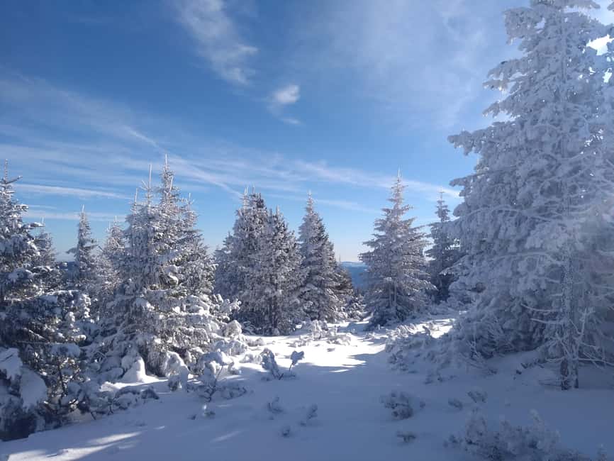 Vienna: Relaxed Alpine Snowshoe Experience Guide & Transfer - Meeting point at Wien Hauptbahnhof: start your day on rails