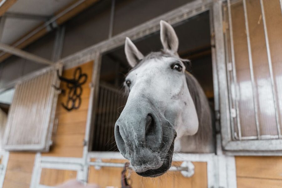 Vienna: Secrets of the Fiaker & Horse-Drawn Carriage Ride - Breakfast option at Cafe Falco’s: a calm add-on with clear choices