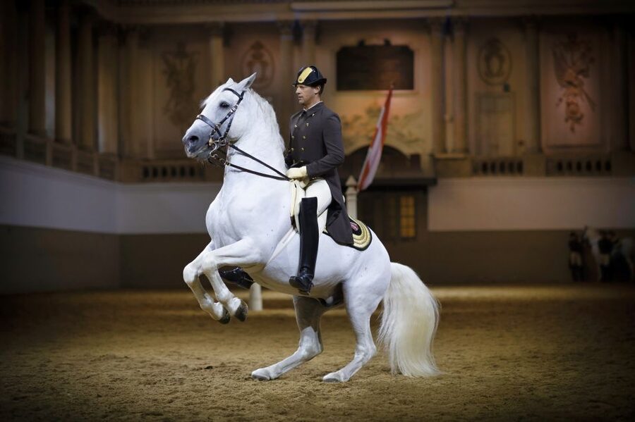 Vienna: Spanish Riding School 45-Minute Performance Show - Why the Spanish Riding School show feels so special inside the Baroque arena