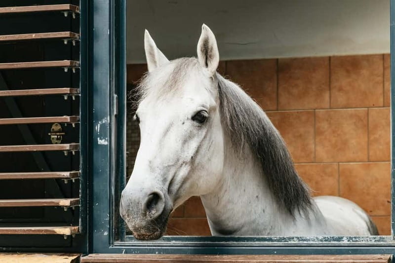 Vienna: Spanish Riding School Guided Architectural Tour - Key highlights you should care about