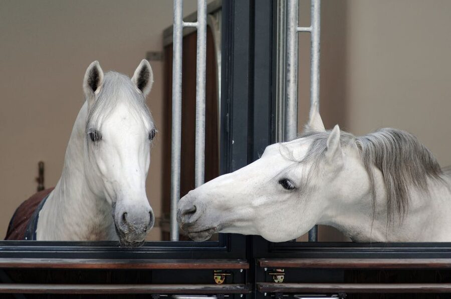 Vienna Spanish Riding School Guided Tour - Winter Riding School: Baroque rooms built for discipline