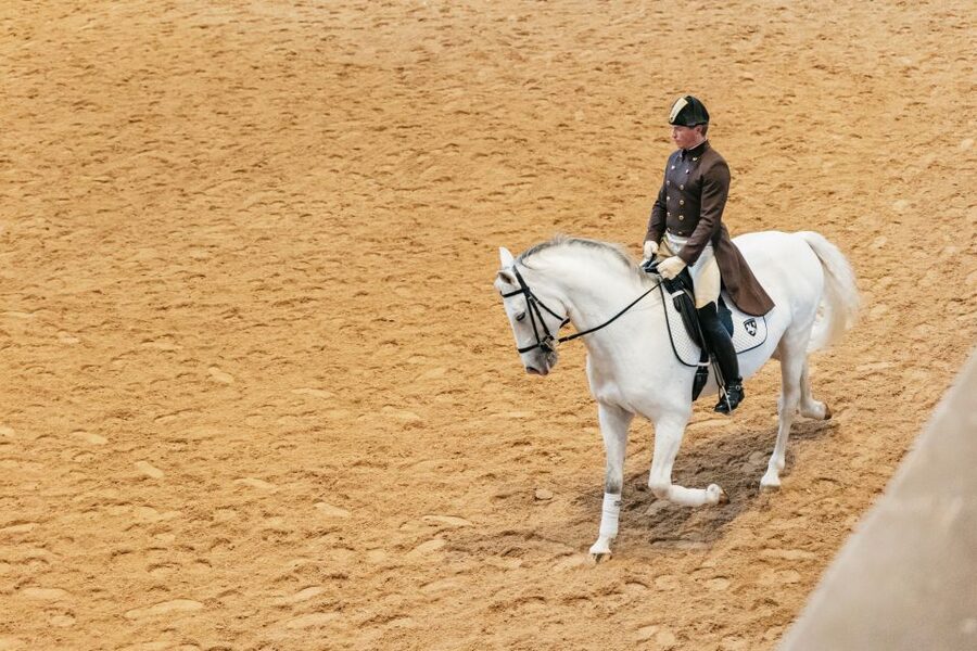 Vienna: Spanish Riding School Training - The Lipizzaner training goal: health, athleticism, and haute école readiness
