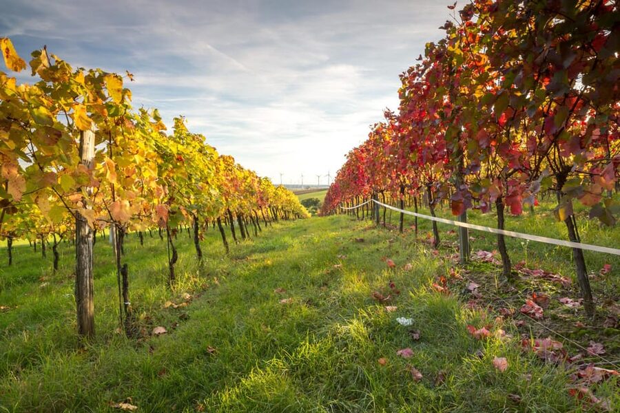 Vienna: Vienna Woods Tour with Underground Lake and Wine - Gumpoldskirchen wine tasting: the relaxed payoff