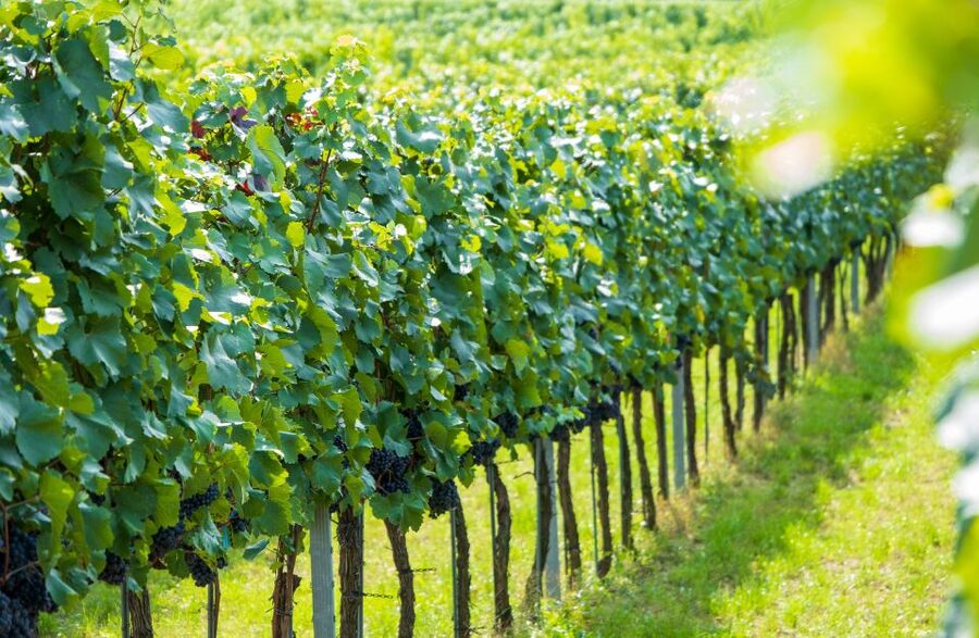 Vienna: Wachau Valley Private Kayak and Wine Tour - Spitz wine tasting: tasting Wachau specialties where they’re made