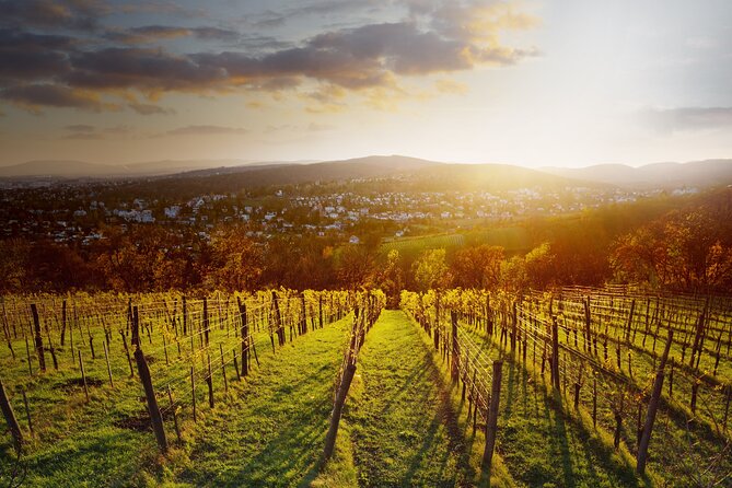 Vienna Wine Experience - If weather turns: the indoor Heurigen option