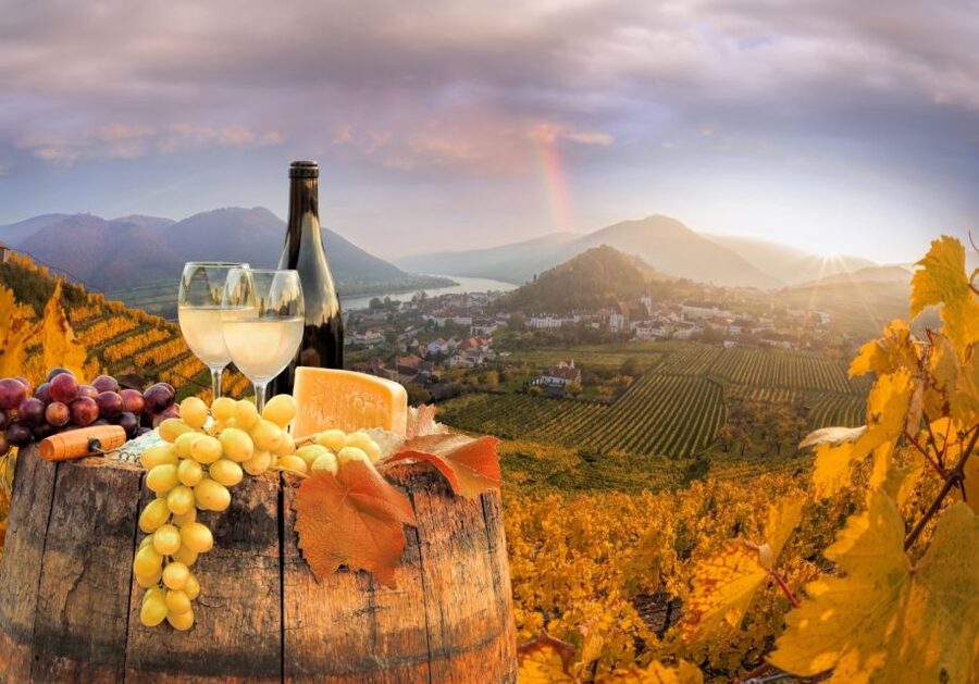 Vienna: Winery and Wine Tasting Tour with a Wine Expert - Who should book this, and who should skip it